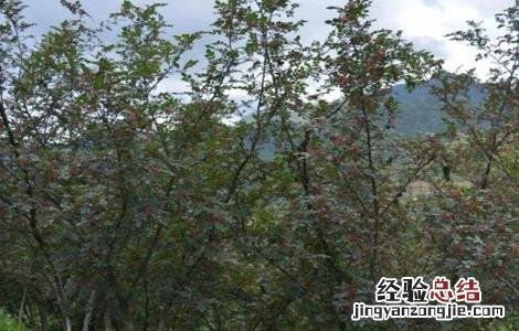 花椒树什么时间剪枝最好 花椒树拉枝最佳时间