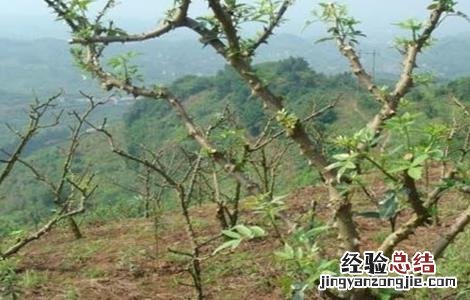 花椒树什么时间剪枝最好 花椒树拉枝最佳时间