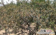 花椒树什么时间剪枝最好 花椒树拉枝最佳时间