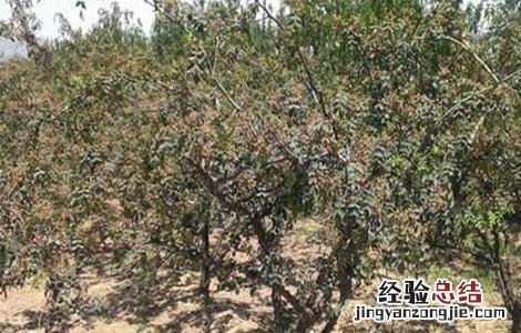 花椒树什么时间剪枝最好 花椒树拉枝最佳时间