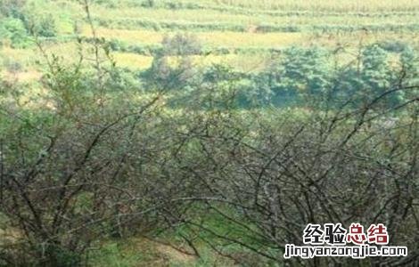 花椒树什么时间剪枝最好 花椒树拉枝最佳时间