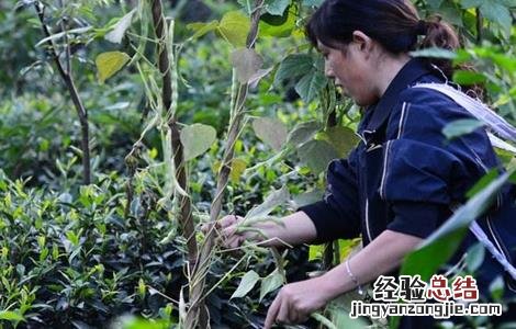 到什么样的豆角需要掐尖 豆角掐尖时间和方法