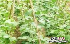 到什么样的豆角需要掐尖 豆角掐尖时间和方法