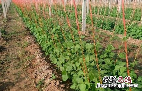 到什么样的豆角需要掐尖 豆角掐尖时间和方法