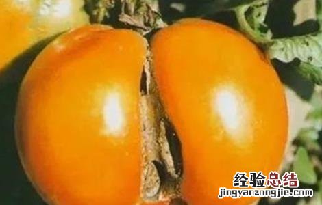 西红柿畸形果原因及解决方法 西红柿畸形果怎么回事