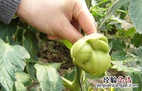 西红柿畸形果原因及解决方法 西红柿畸形果怎么回事