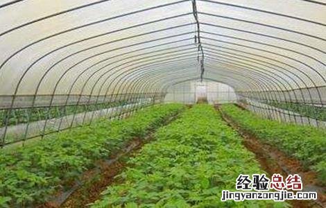 早春毛豆的育苗技术 毛豆育苗早春种植技术