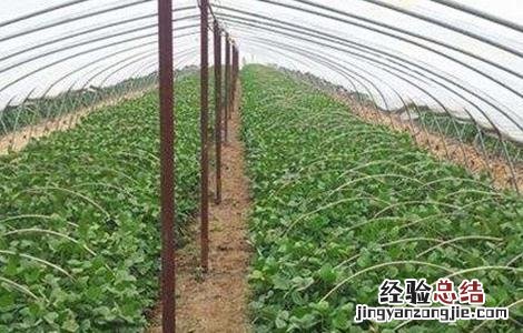 早春毛豆的育苗技术 毛豆育苗早春种植技术