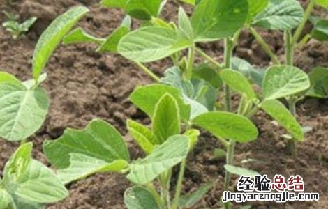 早春毛豆的育苗技术 毛豆育苗早春种植技术