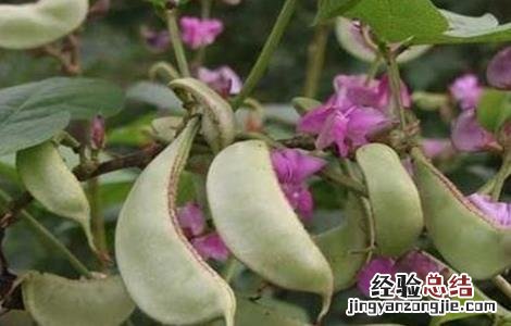 扁豆花期如何管理 扁豆花期施肥管理