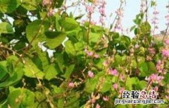 扁豆花期如何管理 扁豆花期施肥管理