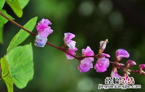 扁豆花期如何管理 扁豆花期施肥管理