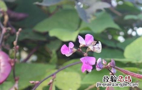 扁豆花期如何管理 扁豆花期施肥管理