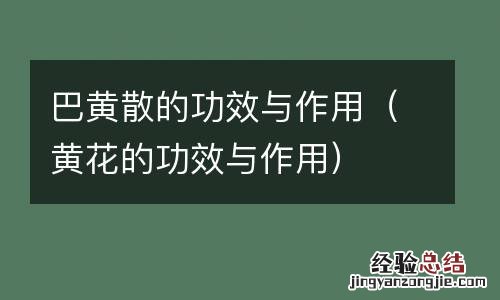 黄花的功效与作用 巴黄散的功效与作用
