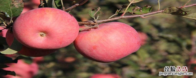 苹果霉心病是什么原因 苹果霉心病的发生原因时间和防治方法