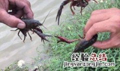 小龙虾开新塘怎么挖合适呢 小龙虾开新塘怎么挖合适