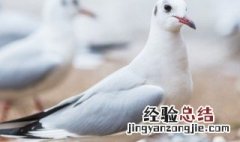 脆皮鸽子的做法家常做法 脆皮鸽怎么做