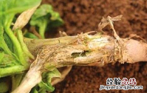 菠菜茎枯病如何防治 菠菜茎枯病的防治措施