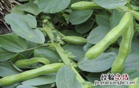 蚕豆产量低的原因有哪些 蚕豆产量低的原因