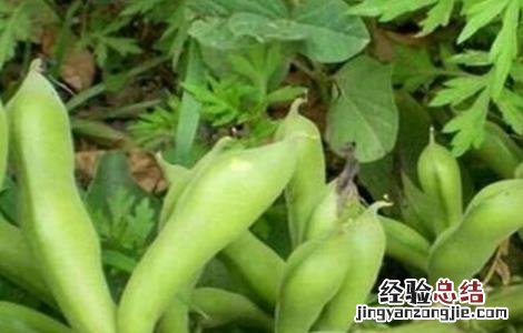 蚕豆产量低的原因有哪些 蚕豆产量低的原因
