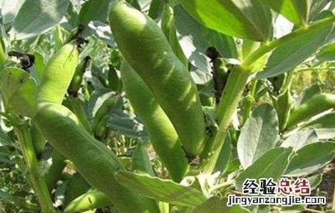 蚕豆产量低的原因有哪些 蚕豆产量低的原因