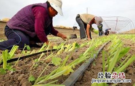 早春蔬菜定植前后管理要点和措施 早春蔬菜定植前后管理要点