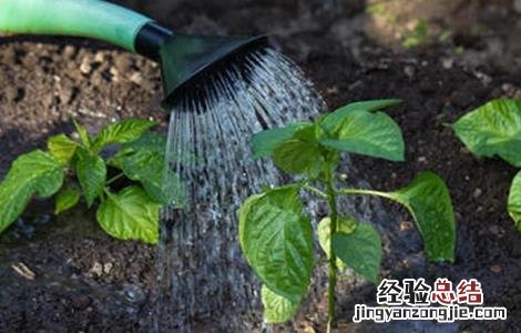 冬季辣椒浇水注意事项 冬季辣椒浇水注意事项图片