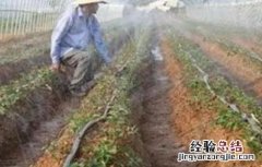 冬季辣椒浇水注意事项 冬季辣椒浇水注意事项图片