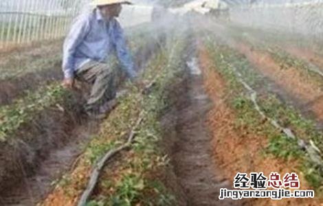 冬季辣椒浇水注意事项 冬季辣椒浇水注意事项图片