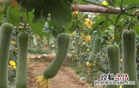 丝瓜中期怎么管理 丝瓜盛瓜期如何管理