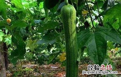 丝瓜中期怎么管理 丝瓜盛瓜期如何管理