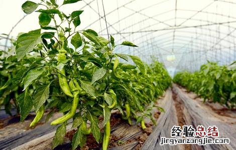 冬季大棚辣椒管理视频及全部图片过程 冬季大棚辣椒如何管理