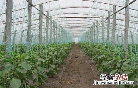 冬季大棚辣椒管理视频及全部图片过程 冬季大棚辣椒如何管理