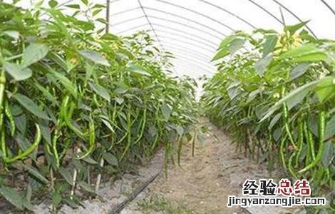 冬季大棚辣椒管理视频及全部图片过程 冬季大棚辣椒如何管理