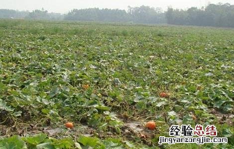 南瓜怎么提高产量 如何提高南瓜产量