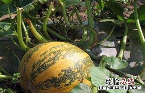 南瓜怎么提高产量 如何提高南瓜产量