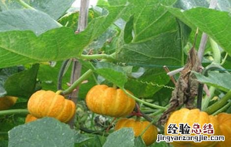 南瓜怎么提高产量 如何提高南瓜产量