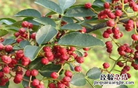 种花椒树有哪些忌讳 种花椒树有哪些忌讳呢