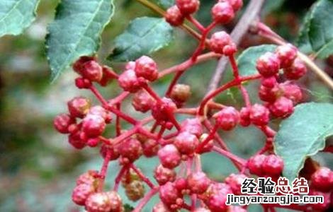 种花椒树有哪些忌讳 种花椒树有哪些忌讳呢