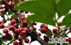 种花椒树有哪些忌讳 种花椒树有哪些忌讳呢