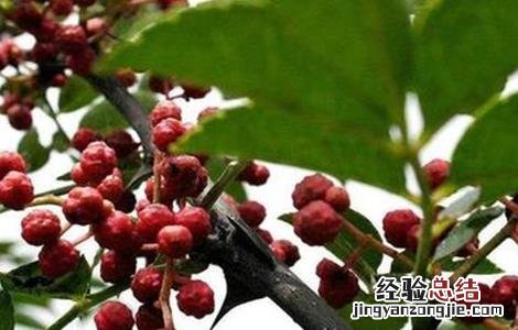 种花椒树有哪些忌讳 种花椒树有哪些忌讳呢