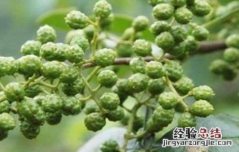 种花椒树有哪些忌讳 种花椒树有哪些忌讳呢