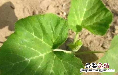 早春南瓜什么时候育苗 早春南瓜育苗技术