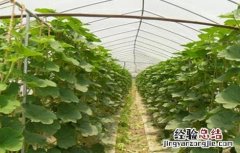 早春南瓜什么时候育苗 早春南瓜育苗技术