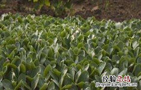 早春南瓜什么时候育苗 早春南瓜育苗技术