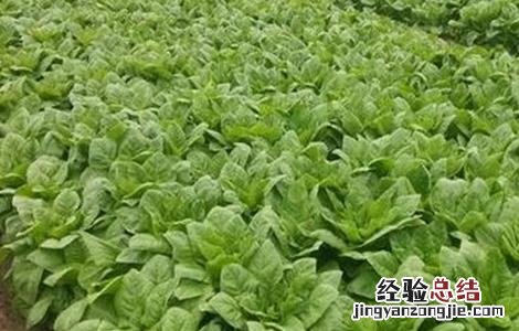 莴笋种植注意事项 莴笋种植注意事项和要求