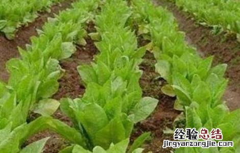 莴笋种植注意事项 莴笋种植注意事项和要求