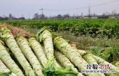 莴笋种植注意事项 莴笋种植注意事项和要求