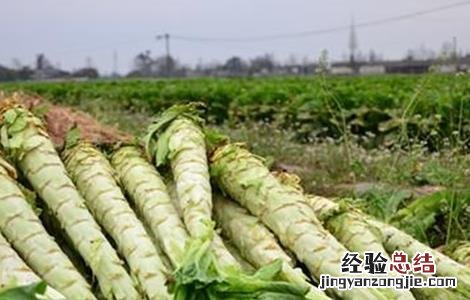 莴笋种植注意事项 莴笋种植注意事项和要求