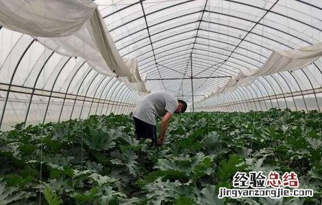 秋季大棚西葫芦的种植方法和时间 早春大棚西葫芦种植注意事项
